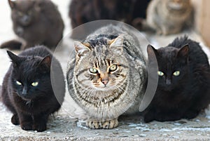 Group of cats