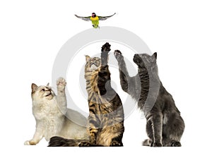 Group of cats chasing a lovebird, isolated