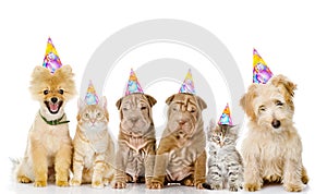 Group of cats and dogs with birthday hats. isolated on white