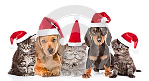 Group of cats and dogs in christmas hats sitting in a row. isolated on white background
