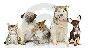 Group of cats and dogs in front.