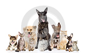 Group of cats and dogs in front. looking at camera