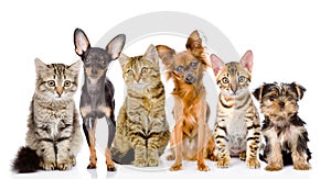 Group of cats and dogs in front. looking at camera. isolated