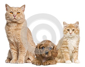 Group of cats and dogs in front of white