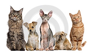 Group of cats and dogs in front of white