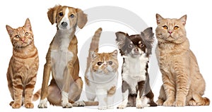 Group of cats and dogs in front of white