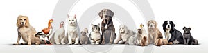 Group of cats and dogs in front of white background