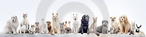 Group of cats and dogs in front of white background