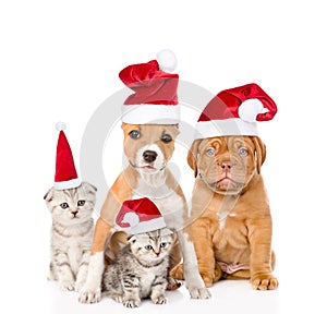 Group of cats and dogs in red christmas hats. isolated on white