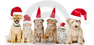 Group of cats and dogs in red christmas hats. isolated on white