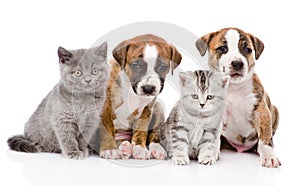 Group of cats and dogs sitting in front. isolated