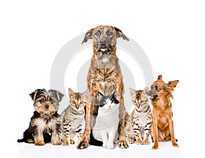 Group of cats and dogs sitting in front. looking at camera