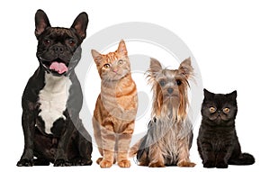 Group of cats and dogs sitting in front of white