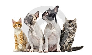 Group of cats and dogs sitting, isolated