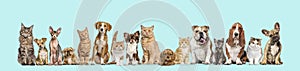 Group of cats and dogs sitting together isolated on blue background. Banner. Remastered