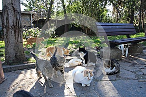 a group of cats at a feeding station in a park in Kadikoy Istanbul photo