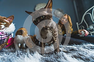 A group of cats on a fluffy blanket. Woman in the background. Pet concept. Medium shot.