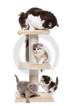 Group of cats playing on a cat tree, isolated