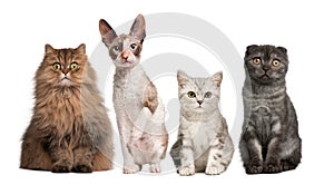 Group of cats sitting in front of white background