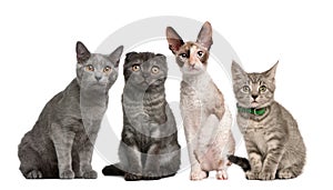 Group of cats sitting in front of white background