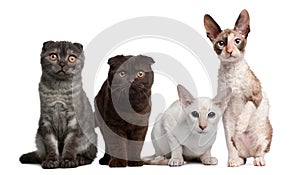 Group of cats sitting in front of white background