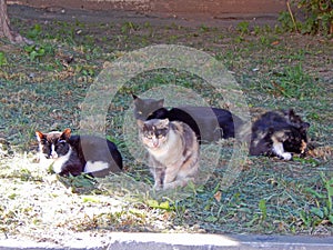 A group of cats sitting on the grass