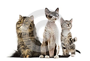 Group of cats sitting, isolated