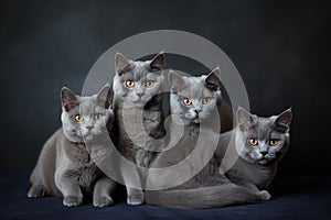 group of cats sitting and looking at camera, united in their love for one another