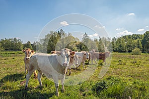 Group of cattle in a Dutch nature reserve