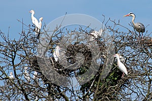 Group of Cattle Egret and Grey Heron on some branches