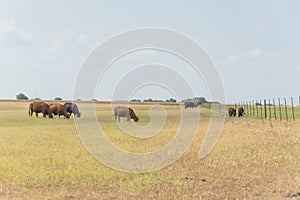 Group of cattle egrets flying near grazing cows on prairie ranch in Waxahachie, Texas, America