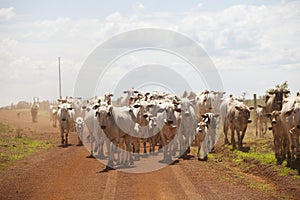 A group of cattle herded in confinement in a cattle farm in Brazil