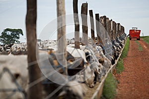 A group of cattle herded in confinement in a cattle farm in Brazil