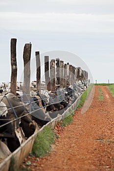 A group of cattle herded in confinement in a cattle farm in Brazil