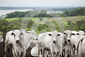 A group of cattle herded in confinement in a cattle farm in Brazil