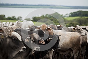 A group of cattle herded in confinement in a cattle farm in Brazil