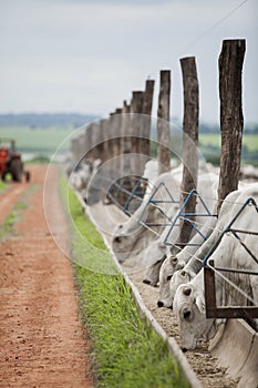 A group of cattle herded in confinement in a cattle farm in Brazil