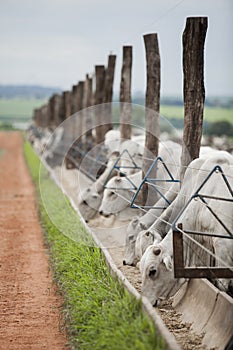 A group of cattle herded in confinement in a cattle farm in Brazil