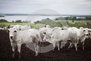 A group of cattle herded in confinement in a cattle farm in Brazil