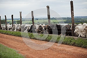 A group of cattle herded in confinement in a cattle farm in Brazil