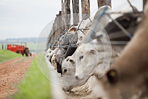 A group of cattle herded in confinement in a cattle farm in Brazil
