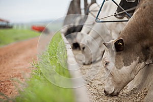 A group of cattle herded in confinement in a cattle farm in Brazil