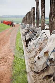 A group of cattle herded in confinement in a cattle farm in Brazil