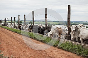 A group of cattle herded in confinement in a cattle farm in Brazil