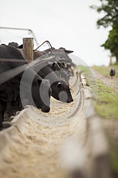 A group of cattle herded in confinement in a cattle farm in Brazil