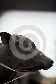 A group of cattle herded in confinement in a cattle farm in Brazil