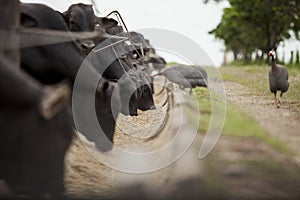 A group of cattle herded in confinement in a cattle farm in Brazil