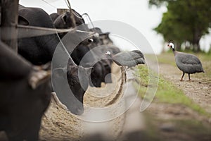 A group of cattle herded in confinement in a cattle farm in Brazil