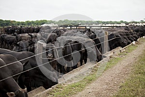 A group of cattle herded in confinement in a cattle farm in Brazil