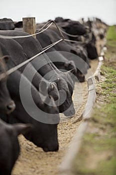 A group of cattle herded in confinement in a cattle farm in Brazil